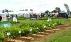 SOWING SEEDS: Two separate growers’ groups will be at the Potatoes in Practice event near Dundee.