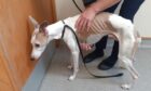 Whippet cross, Preston, was found severely malnourished.