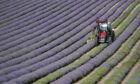 Lavender is harvested at Lordington Lavender farm near Chichester, West Sussex. Lordington Lavender was established in 2002 by farmer Andrew Elms looking at a new way to diversify, and during lockdown a further five acres was planted, doubling coverage to 10 acres. Picture via PA.
