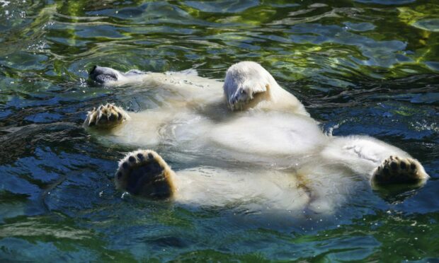A polar bear swims in a pool of water at the Zoo in Hanover, Germany, Wednesday, July 20, 2022. (Julian Stratenschulte/dpa via AP)