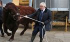 Boris Johnson pulls a Salers bull during a visit to an Aberdeenshire farm in 2019.