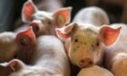 NFU Scotland wants tougher border controls to protect the pig industry from African Swine Fever.