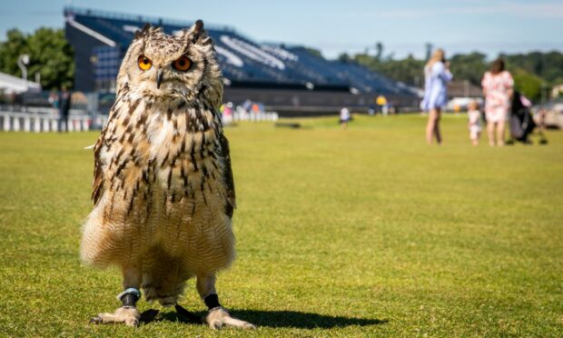 Sage is at The Open Championship to scare seagulls