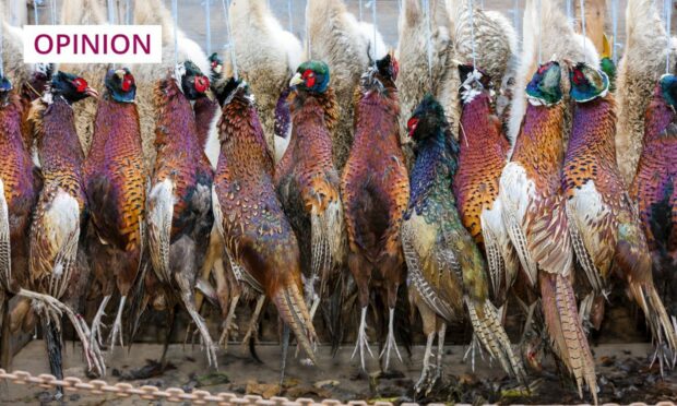 Concerns have been raised about the impact of bird flu on the coming shooting season in Scotland. Shutterstock.