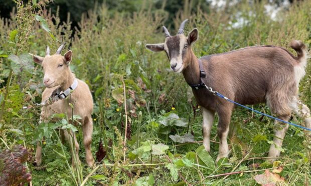 Florence and Rupert, the two baby goats who escaped from their pen in Brechin. Picture: Cara Evans