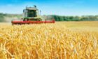 Researchers believe global wheat production could be doubled by harnessing the genetic potential of wheat varieties.