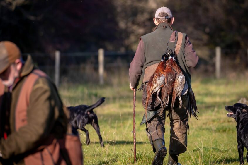 Man walking away from a shoot with pheasants slung over his shoulder.