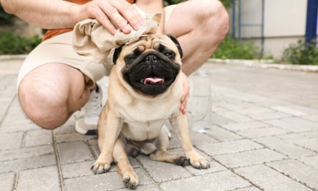 Some 46% of dog owners don't realised their pet should be wearing sun cream.