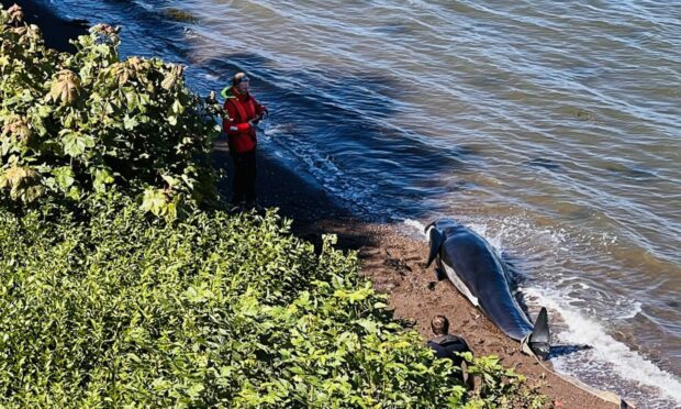 ‘Devastating’: Beached pilot whale spotted in north east Fife dies