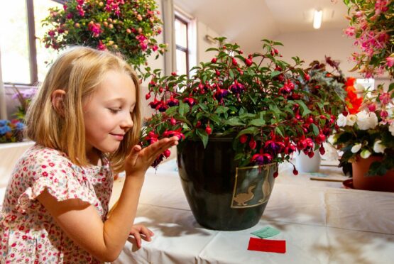 Six-year-old Serena Leigh from Stonehaven admires her favourite fuschia at Letham flower show. Pic: Paul Reid.