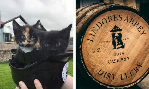 Lindores Abbey Distillery cats have shot to fame on Netflix.