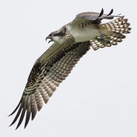 Balgavies Loch osprey chick survives nest collapse
