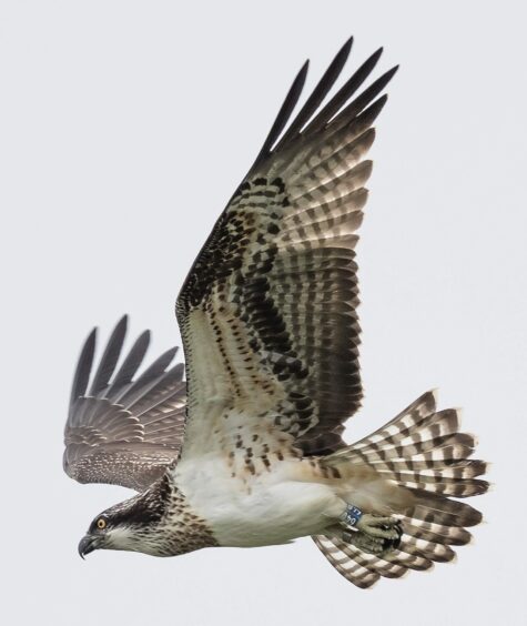 Balgavies Loch osprey chick in flight.