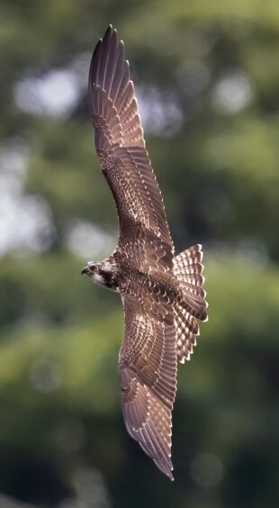 Balgavies Loch osprey in flight