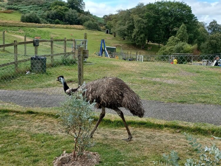 an emu at the Auchingarrich wildlife park.