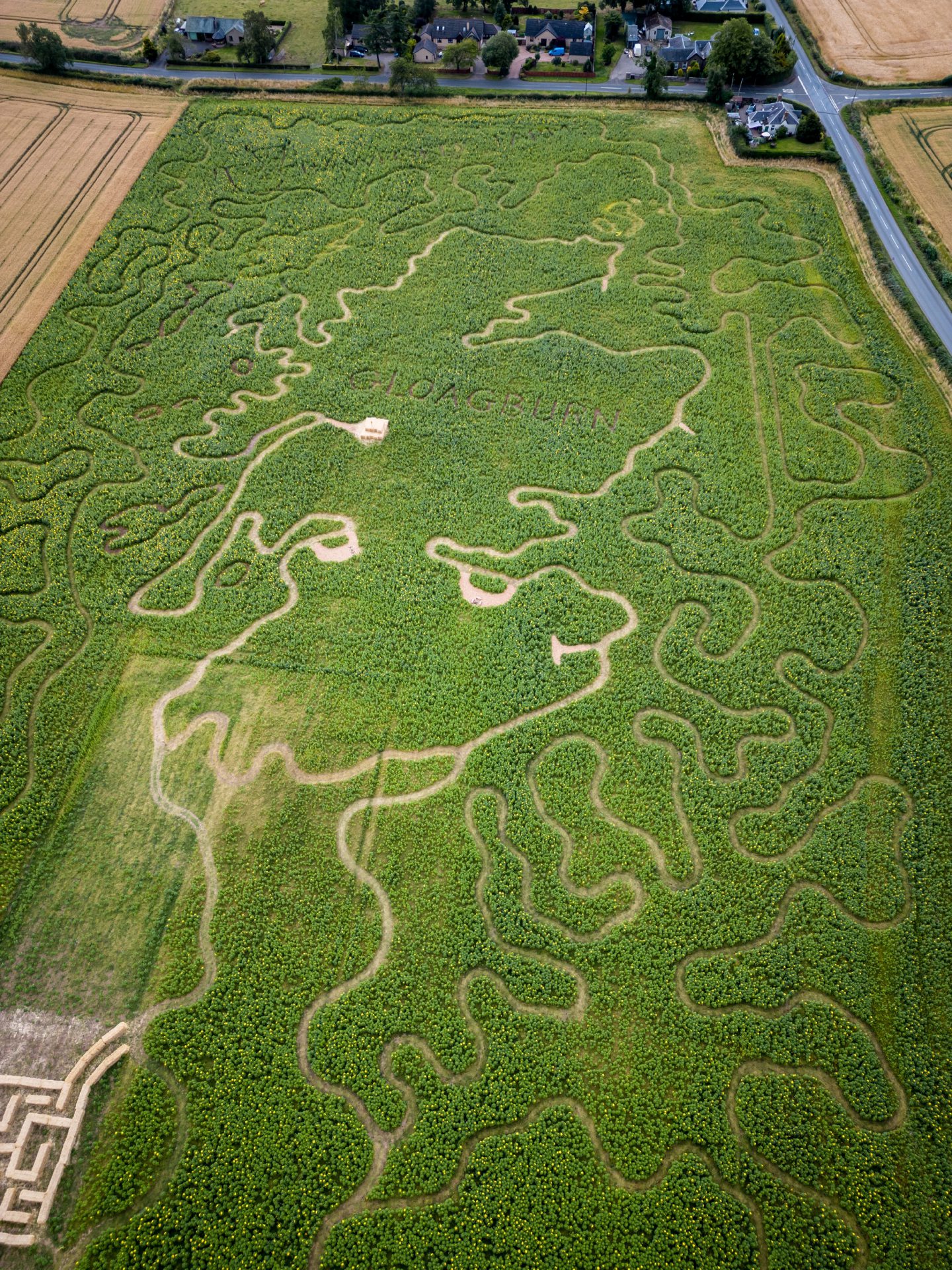 Drone image shows Gloagburn Farm sunflower trail near Perth