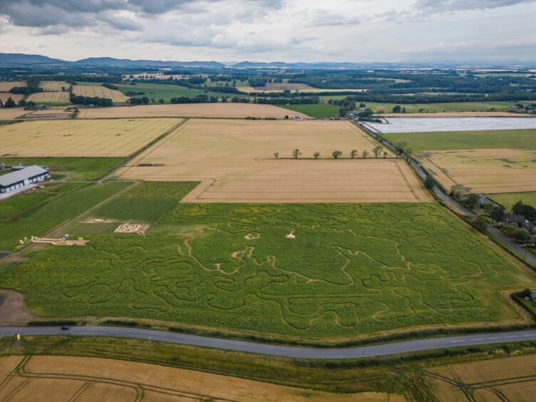Drone image shows Gloagburn Farm sunflower trail near Perth