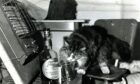 Towser, Glenturret Distillery's 23 year old cat.