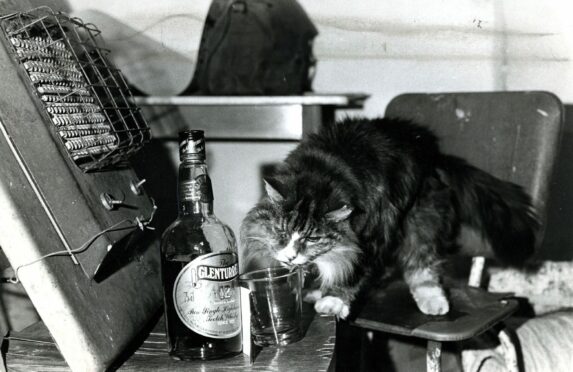 Towser, Glenturret Distillery's 23 year old cat.