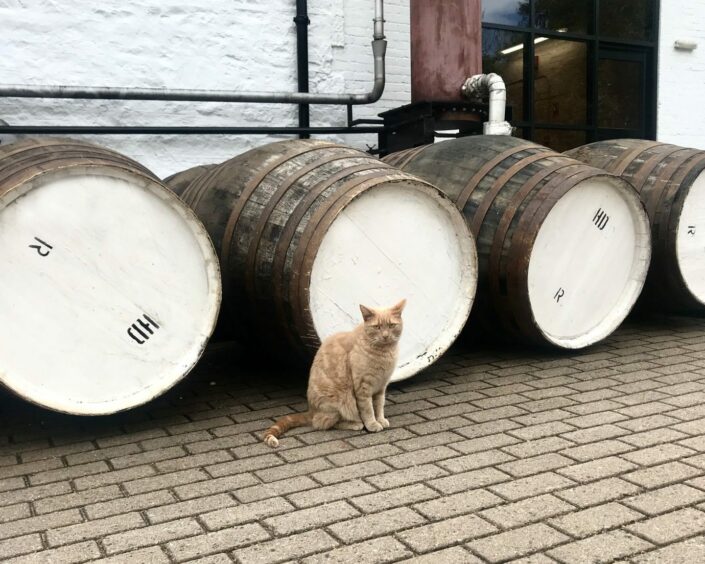 Glen, one of two current Glenturret Distillery cats.