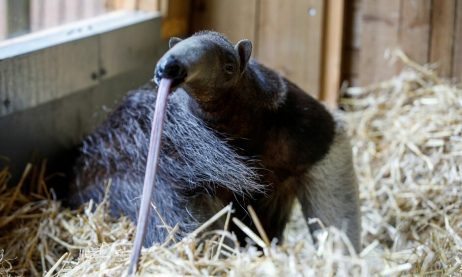 A giant anteater at Camperdown Wildlife Park in Dundee