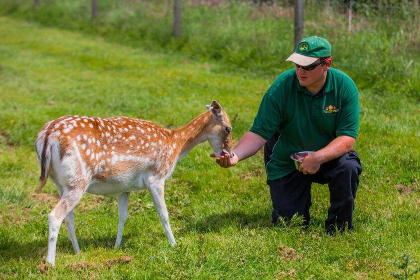 A member of staff feeding a deer at the Scottish Deer Centre in Cupar