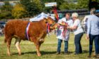 JUST CHAMPION: Grahams Ruby, shown by Jamie Rettie, took the overall title at Kinross Show. Pictures by Steve Brown.