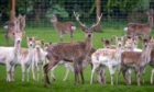 The Scottish Deer Centre is running its 'pay as you please' offer all week.