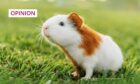 photo shows a brown and white guinea pig sniffing the air.