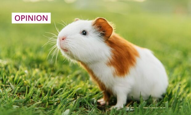 photo shows a brown and white guinea pig sniffing the air.
