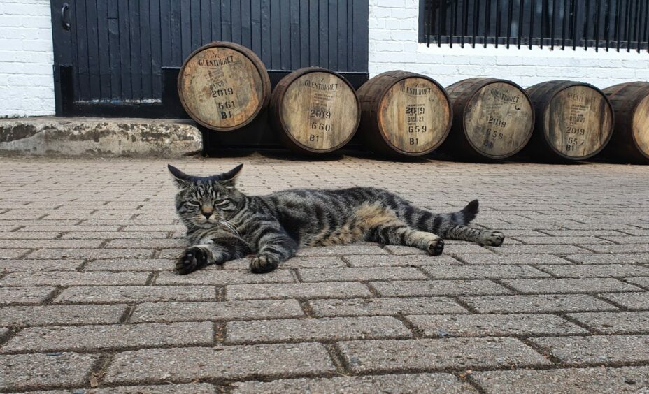 Turret is the current cat alongside Glen at Glenturret Distillery.