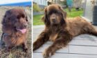 Newfoundland, Yogi, died in similar circumstances to other dogs in Kinghorn.