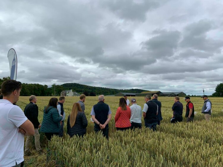 Farmers looking at crops in a field.