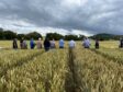 Farmers looking at grain in a field.