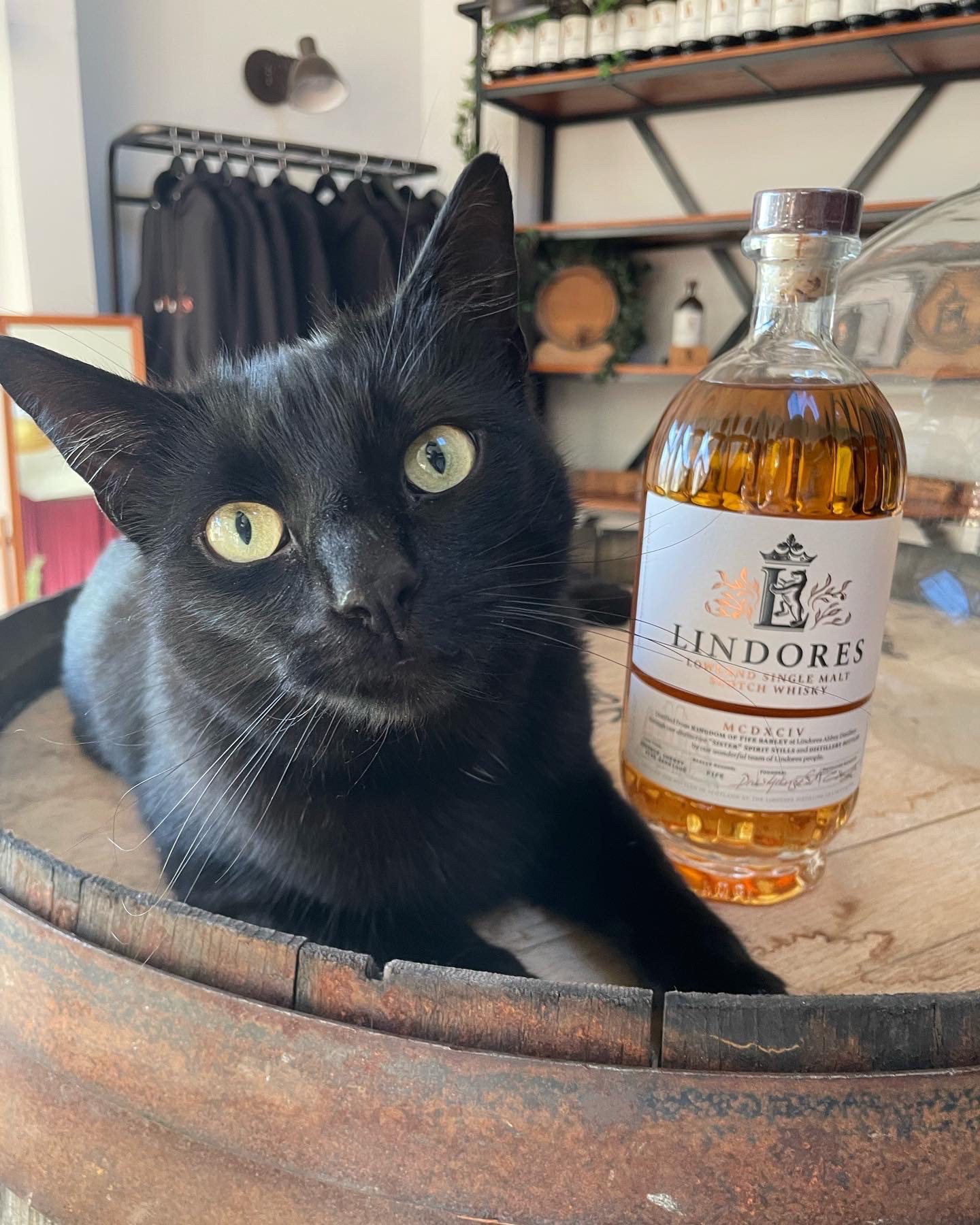 Meet the Fife stars of new Netflix show Inside the Mind of a Cat