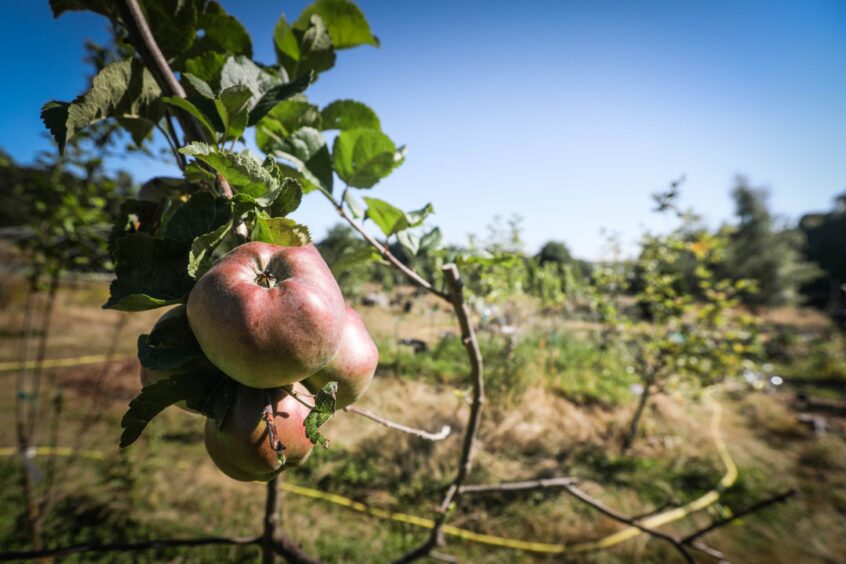 This image shows a greenspace in Camperdown Park. The community gardens run by the Camperdown Growing Initiative have fruit and vegetables like the apple in this image.