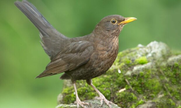 Rab's friendly female blackbird had a bit of an accident.