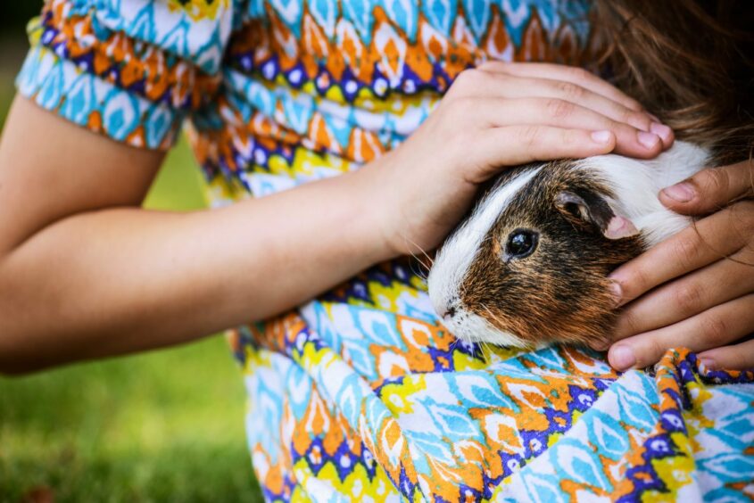 Photo shows a young girl in a patterned dress, holding a guinea pig on her knee.