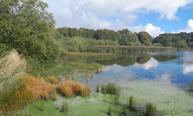 Algae build-up in Loch Leven. Image: Councillor William Robertson.