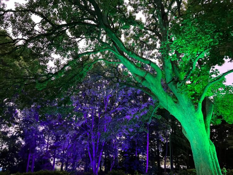 Lights transform Dundee's Botanic Garden.