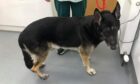 Belgian shepherd Mac who had to be put to sleep because of his owner's neglect