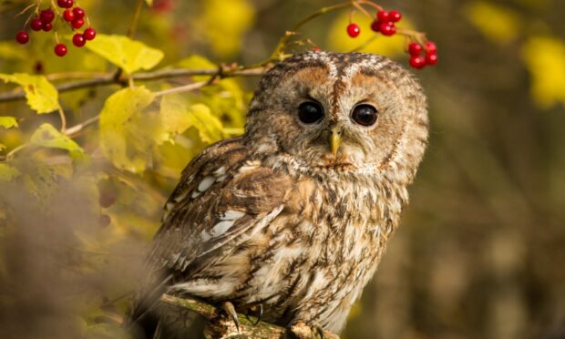 A tawny owl.