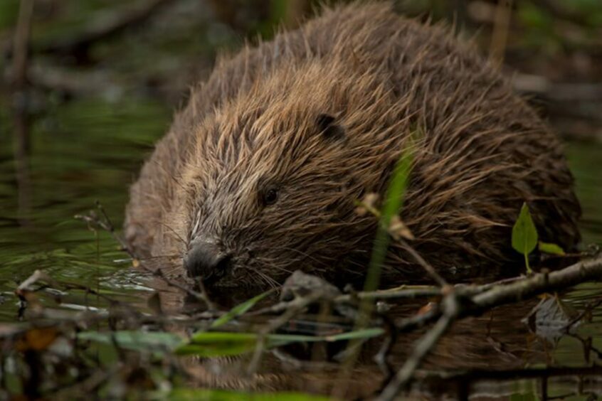 Image of a beaver in water