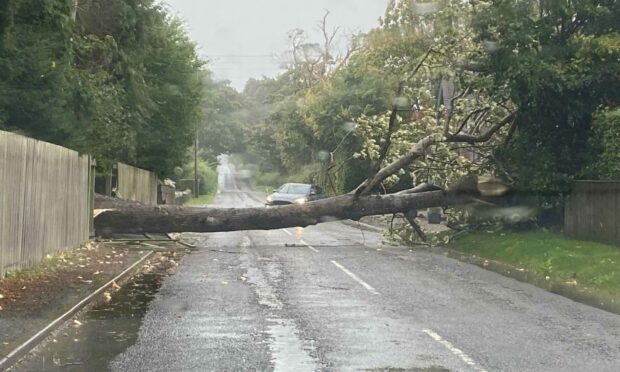 The fallen tree on the B935 between Bridge of Earn and Forgandenny.