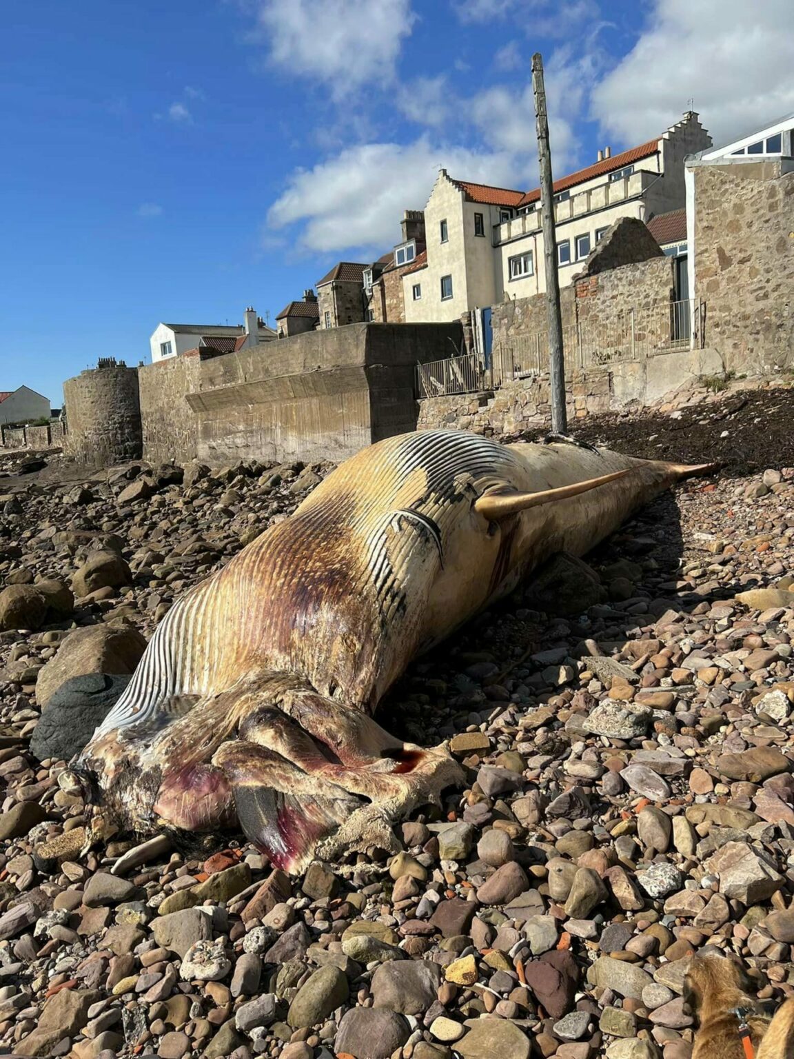 Eight-metre Minke Whale Washes Up On Beach At Cellardyke, Fife