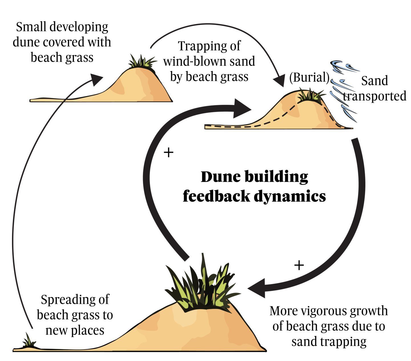 A diagram explaining the dune building feedback dynamics