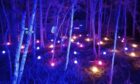 The Enchanted Forest lit up