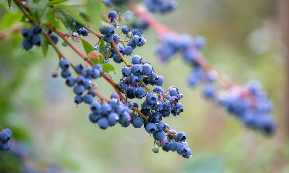 A branch of a blueberry bush full of ripe blueberries.