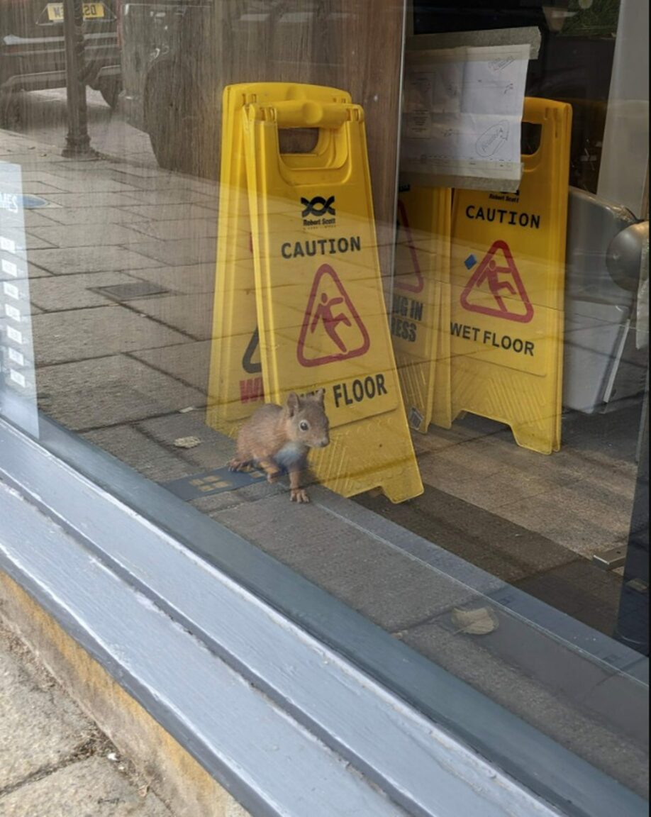 Pitlochry Greggs shut after red squirrel trapped inside