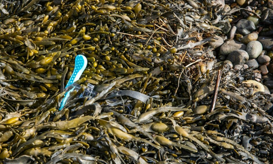 A disposable razor stuck in seaweed.